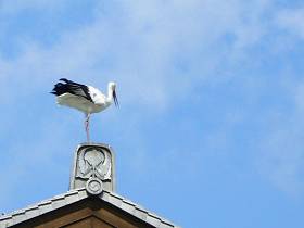 コウノトリ