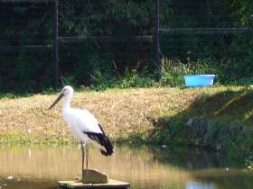 コウノトリ