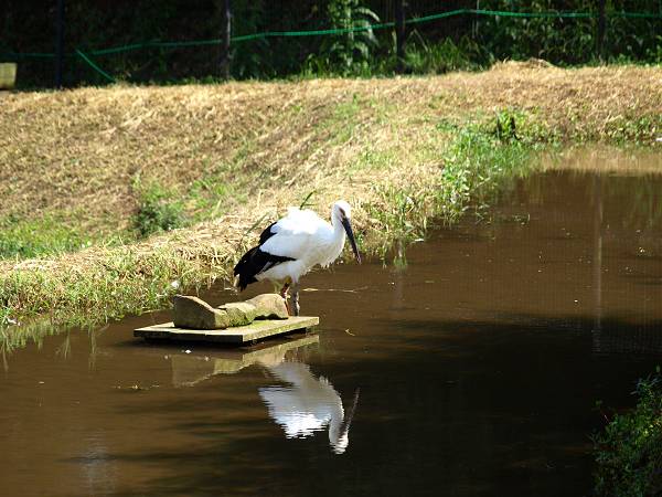 兵庫県立コウノトリの郷公園のコウノトリ