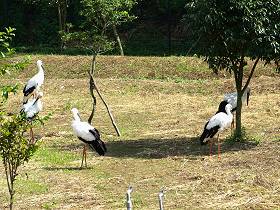 コウノトリ