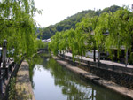 城崎温泉の柳並木