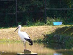 コウノトリの郷公園