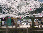城崎温泉の桜